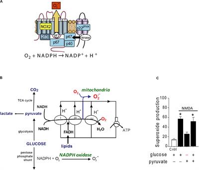 Superoxide and Non-ionotropic Signaling in Neuronal Excitotoxicity